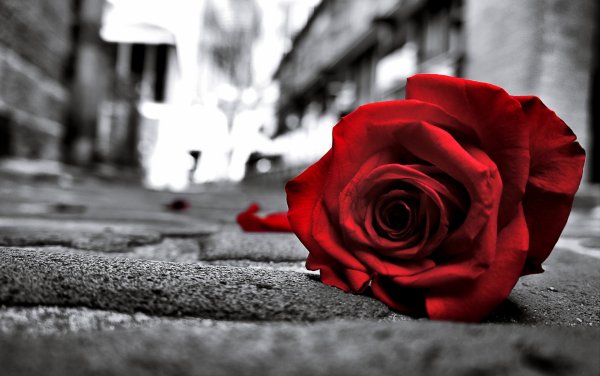Картина красная роза на белом фоне