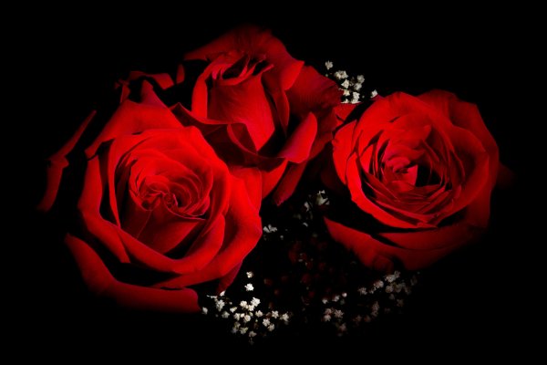Картина красные розы на черном фоне