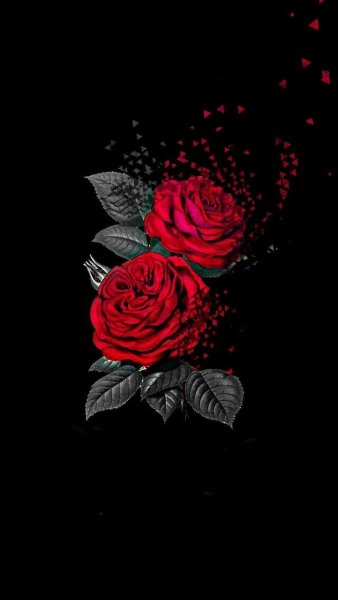 Красная роза на черном фоне