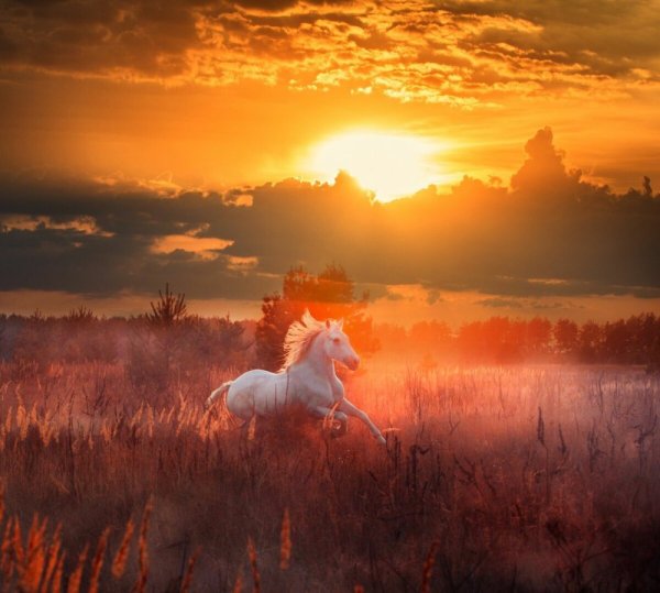 Картина лошадь на фоне заката