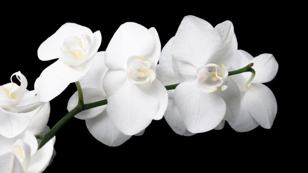 Белые цветы фаленопсис