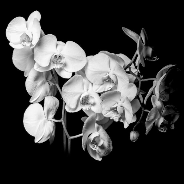 Картины белых цветов на черном фоне