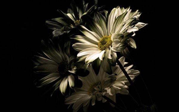 Цветы на темном фоне картинки