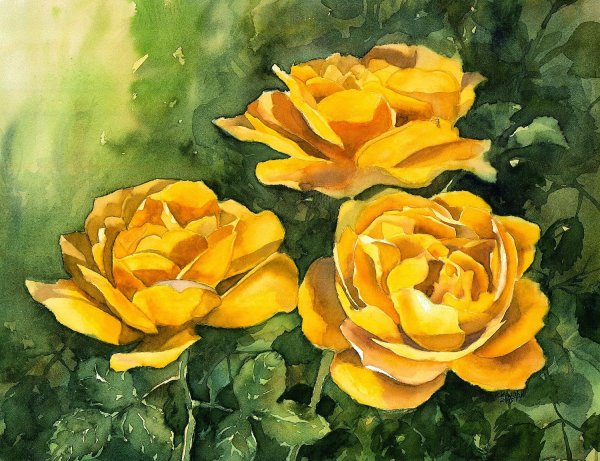 Желтая роза розы Ватерколор