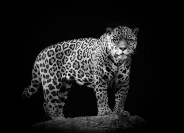 Леопард черный белый