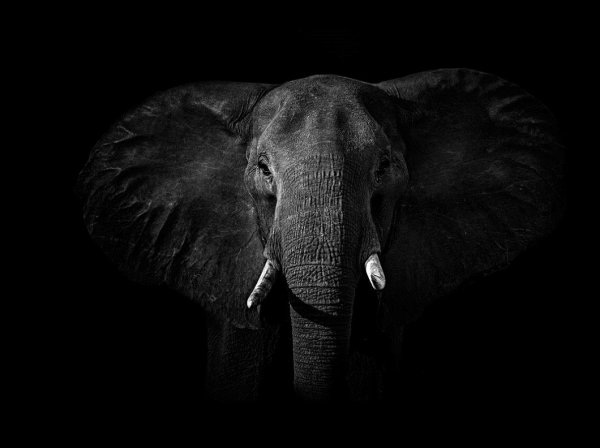 Слон на темном фоне