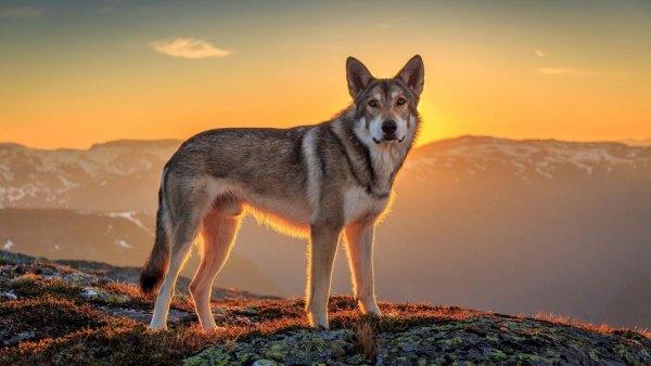 Чехословацкая Волчья собака