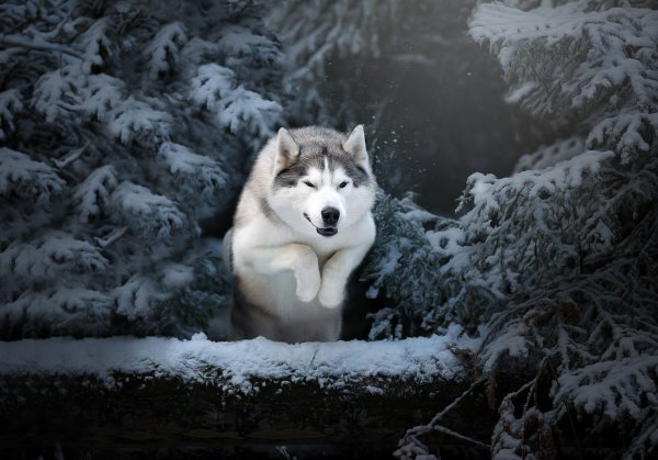 Сибирский хаски снежный волк