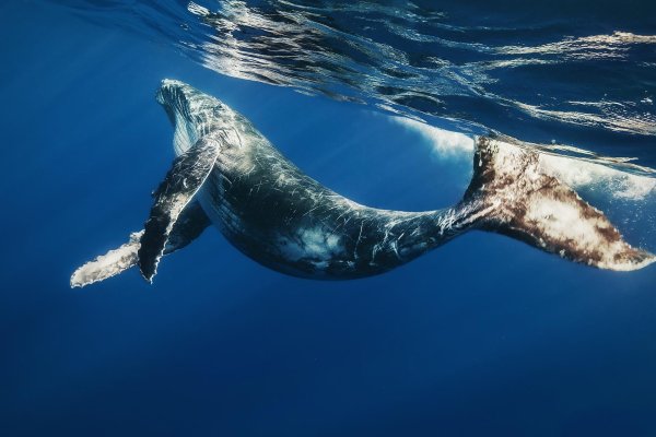 Горбатый кит и синий кит