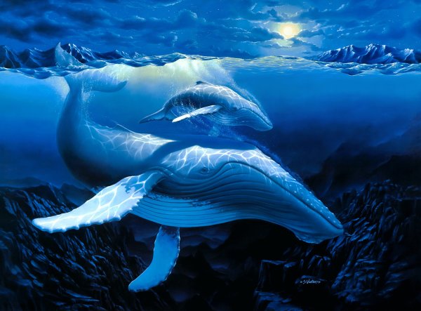 Подводный мир кит