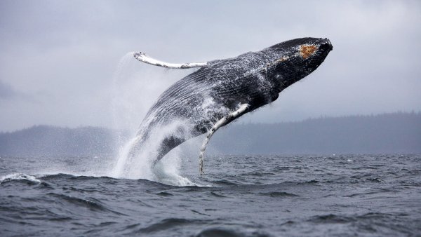 Серый кит Горбач