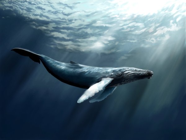 Белый кит убийца Кашалот