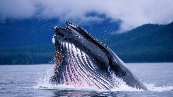 Левиафан горбатый кит