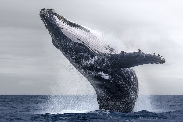 Горбатый кит Баренцево море