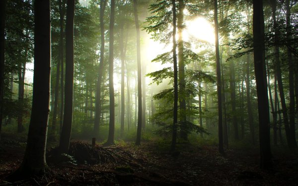 Беловежская пуща туманный лес
