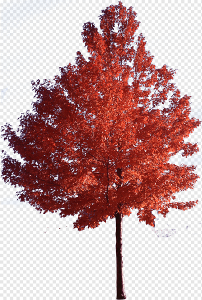 Клен остролистный 'Royal Red' дерево