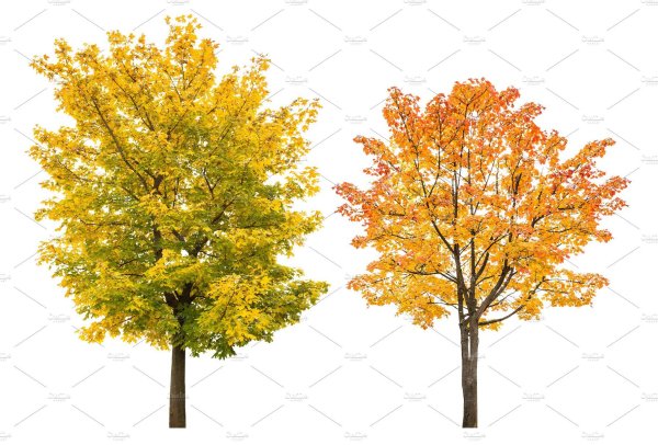 Дерево осень на белом фоне