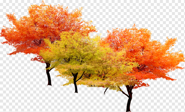 Осенние деревья и кусты на прозрачном фоне