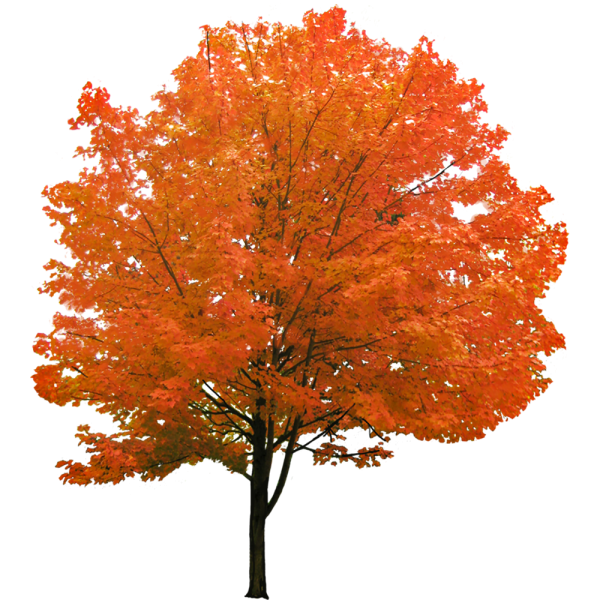 Осеннее дерево без фона