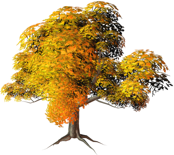 Дерево осенью на прозрачном фоне
