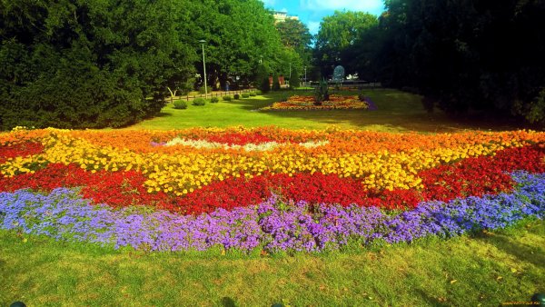 Парк цветы