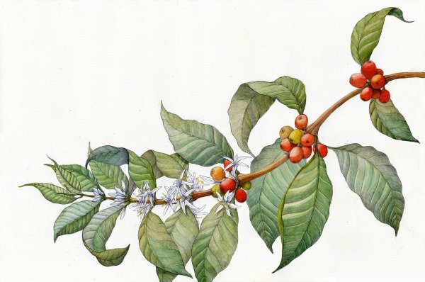 Кофе Аравийский Ботаническая иллюстрация