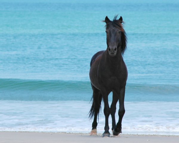 Лошадь на берегу моря