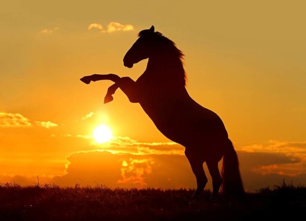 Лошадь на фоне солнца