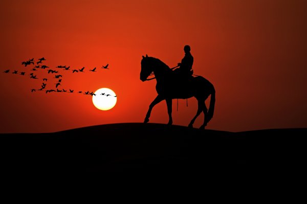 Лошади на закате