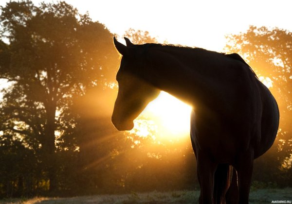 Лошадь в лучах солнца