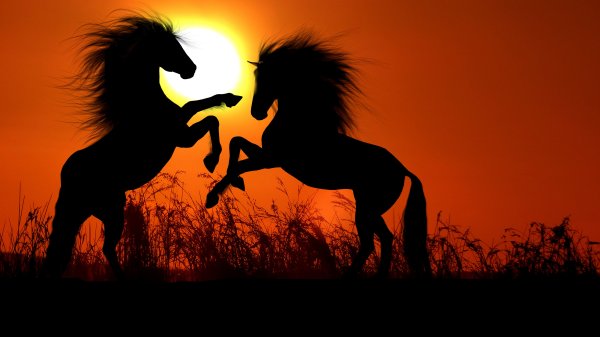 Две лошади на закате