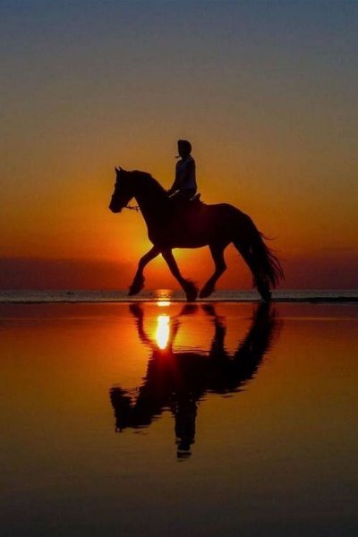 Красивые кони на закате