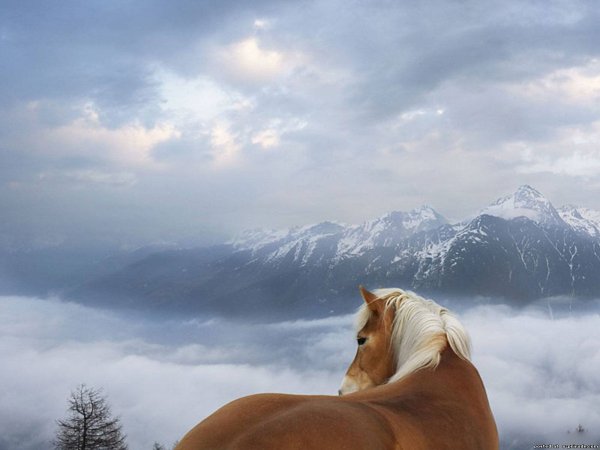 Лошади на фоне гор