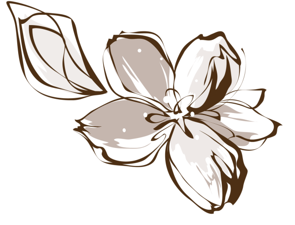 Контур цветка на прозрачном фоне