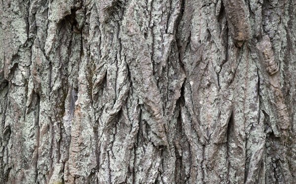 Ольха дерево кора