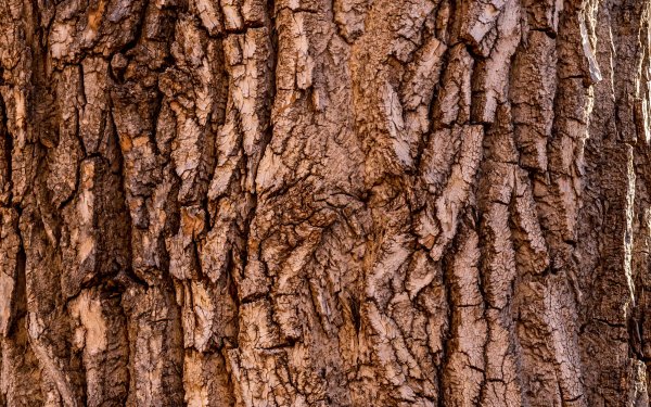 Текстура древесной коры