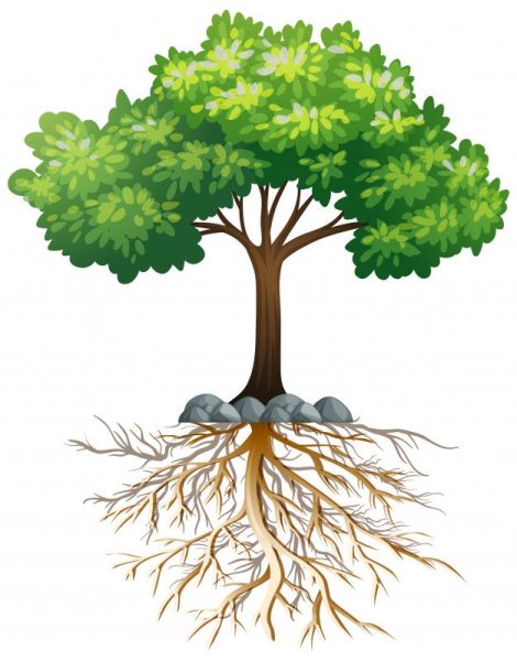 Мощное дерево с корнями