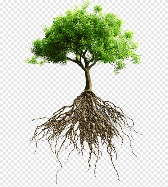 Корневая система деревьев