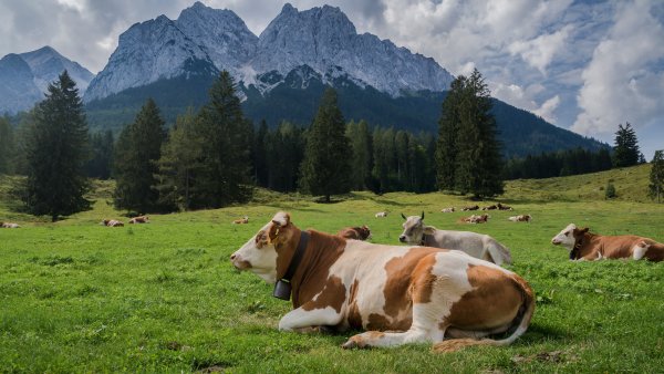 Корова на фоне гор