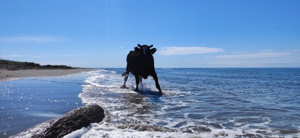 Корова на фоне моря