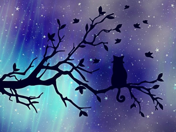 Кошка на дереве ночью