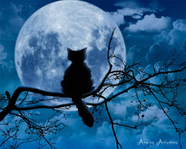 Черный кот Луна ночь