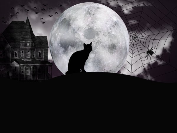 Кошка на дереве на фоне луны
