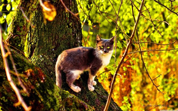 Кошка на природе