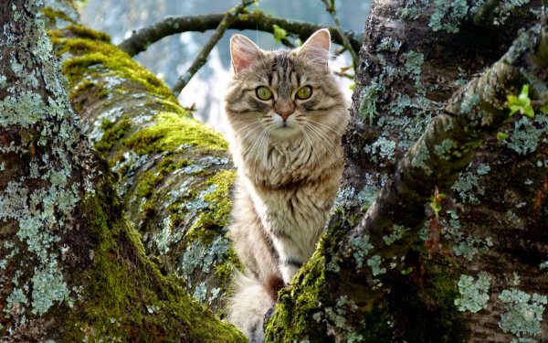 Сибирский Лесной кот