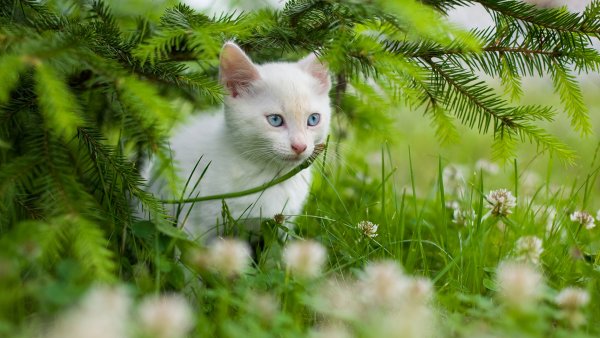 Белый котик на природе