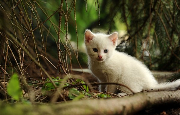 Кошечка белая в лесу