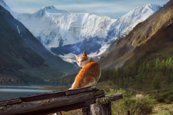 Кошка на фоне леса