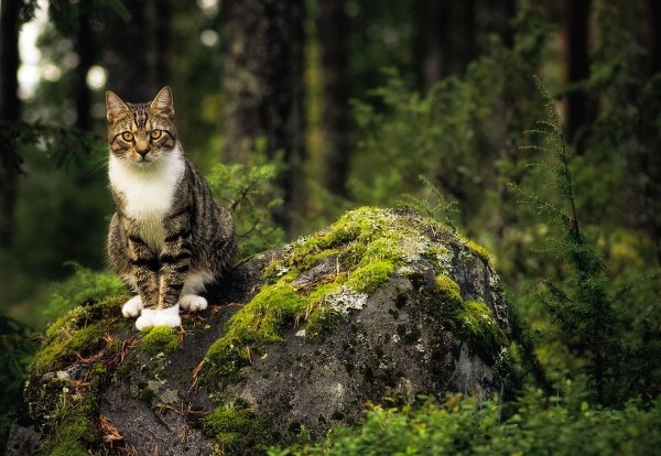 Коричневая кошка в лесу