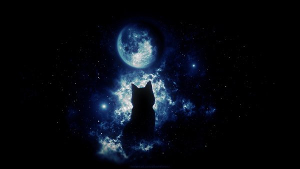Кошка на фоне Луны